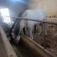 اسب|اسب و تجهیزات اسبسواری|قم, قلعه کامکار|دیوار