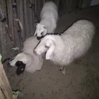 فروش کاور