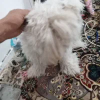 فروش سگ پودل