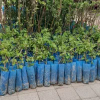 نهال پیوندی و بذری|خدمات باغبانی و درختکاری|عباس‌آباد, |دیوار