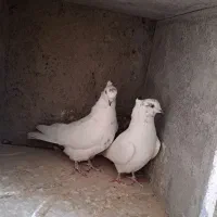 سه جفت پرش سنگین|حیوانات|سردرود, |دیوار