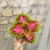 گل حسن یوسف هلندی|گل و گیاه طبیعی|مرودشت, استادیوم‎|دیوار