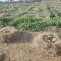 دسته های خار(جک) برای دام ها