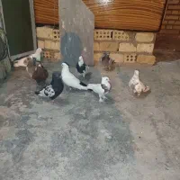 چندعددکبوترمعمولی و دورگ همه رو هم سری ۲۰۰تومن