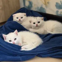 بچه گربه اسکاتیش و بریتیش ۲ ماهه