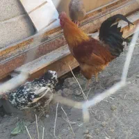 خروس