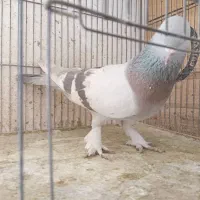 فروش کبوتر|پرنده|شیراز, سیلو|دیوار