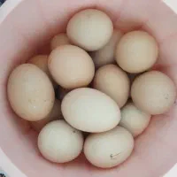 باسلام فروش تخم مرغ