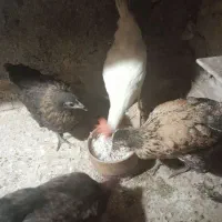 جوجه مرغ اصیل و یک خروس