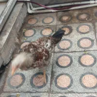 جوجه بزرگ پا بلند لاری کرمانشاه دورگه