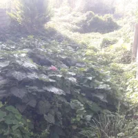 علف زدن|خدمات باغبانی و درختکاری|صومعه‌سرا, |دیوار