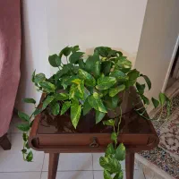 پتوس ابلغ تمیز
