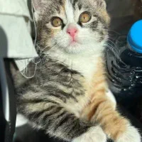 واگذاری گربه