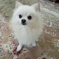 سگ پامر