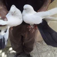 یه جفت کفتر دمسیاه
