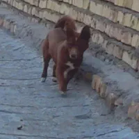 توله پاپی اصل|سگ|تربتحیدریه, بازار|دیوار