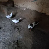 فروش 4عدد قاز محلی