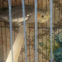 دوعدد عروس نر|پرنده|قم, شاه ابراهیم|دیوار