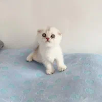 پرشیت مو بلند گرید A+|گربه|ایلام, |دیوار