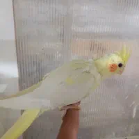 عروس هلندی|پرنده|گناباد, |دیوار