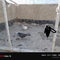 کفتر یا کبوتر