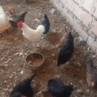 تعدادی مرغ وخروس|حیوانات مزرعه|تهران, افسریه جنوبی|دیوار