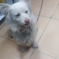 توافقی به فروش میرسد|سگ|کرج, مهرویلا جنوبی|دیوار