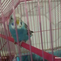 طوطی و عروس|پرنده|رفسنجان, |دیوار