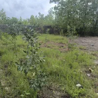 زمین ۲۲۵متری در پیل علی باغ