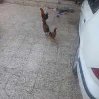 ۲عدد مورغ تخم گزارن و خروس