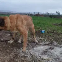 مادهطلا|سگ|اصلاندوز, |دیوار