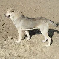 سگ عراقی ماده|سگ|نوشین شهر, |دیوار