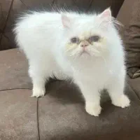 گربه پرشین|گربه|سراوان, |دیوار