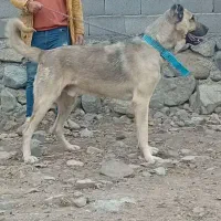 واگذاری‌سگ‌سرابی