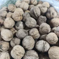 گردو ایرانی|خوردنی و آشامیدنی|مشهد, ده دی|دیوار