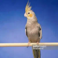 یک عدد عروس هلندی گم شده