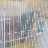 طوطی عروس|پرنده|سراوان, |دیوار