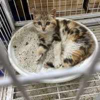 بچه گربه دورگ پرشین معمولی۲ ماهه