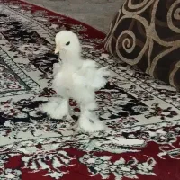 تخم برهما اصل رومانی ، وجوجه برهما|حیوانات مزرعه|کرمانشاه, |دیوار