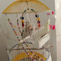 پرنده|پرنده|رباط‌کریم, رباط‌کریم|دیوار