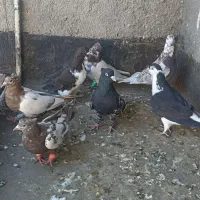 کفتر رنگه صید|پرنده|مشهد, کوی سیدی|دیوار