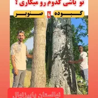 توزیع انواع نهال صنوبر سفید ترکیه، نگرا، کبوده و