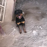 سگ روتوایلر