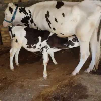 گاو و گوساله|حیوانات مزرعه|بیلوار, |دیوار