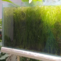 گیاه گندومی|ماهی|اصفهان, قهاب جنوبی|دیوار