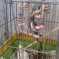 4عدد عروس هلندی