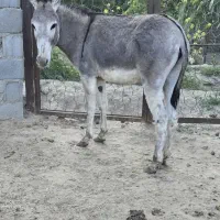 کره خر (الاغ)نر ی ساله درشت