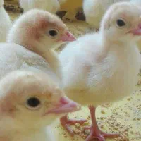 استخدام کارگر مرغداری