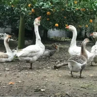 تخم غاز و تخم گلین لری