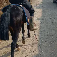 اسب نریان مادیان  پونی